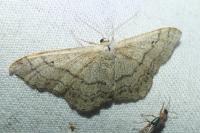 Idaea aversata