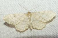 Idaea fuscovenosa