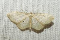 Idaea fuscovenosa