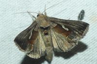 Macdunnoughia confusa
