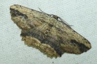 Menophra abruptaria