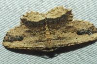 Menophra abruptaria