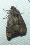 Mesapamea secalella/secalis
