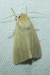Mythimna pallens
