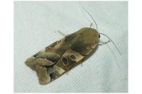 Noctua fimbriata