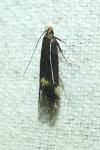 Oxypteryx atrella