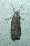 Pachycnemia hippocastanaria