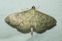 Patania ruralis