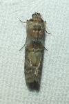 Phycita roborella