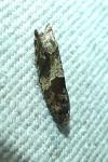Rhopobota naevana
