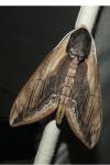 Sphinx ligustri