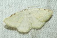 Stegania trimaculata