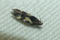Teleiodes luculella