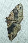 Xanthorhoe ferrugata