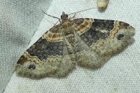 Xanthorhoe ferrugata