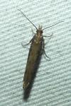 Ypsolopha ustella