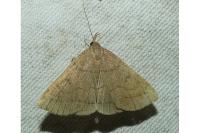 Zanclognatha lunalis