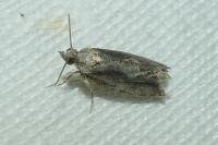 Zeiraphera isertana