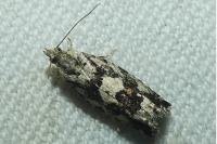 Zeiraphera isertana