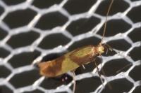 Caloptilia alchimiella