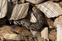 Proserpinus proserpina