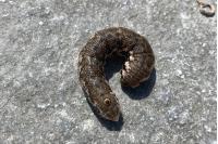 Proserpinus proserpina