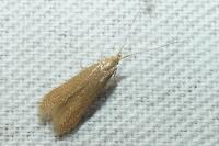 Coleophora flavipennella/lutipennella