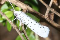 Yponomeuta