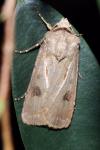 Agrotis exclamationis