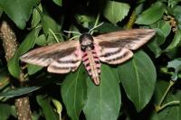 Sphinx ligustri
