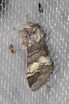 Drymonia querna