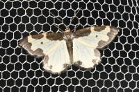 Lomaspilis marginata