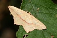 Timandra comae