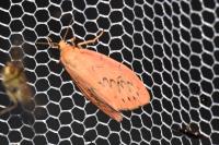Miltochrista miniata