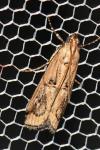 Pempelia genistella