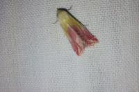 Eublemma purpurina
