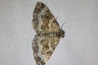 Epirrhoe alternata