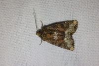 Oligia latruncula/strigilis/versicolor