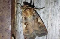 Xestia c-nigrum