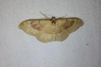 Idaea degeneraria