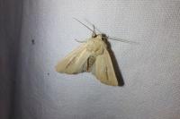 Mythimna sicula