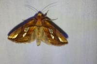 Plusia festucae