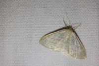 Idaea subsericeata