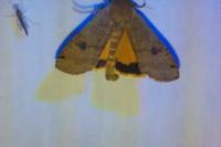 Noctua pronuba