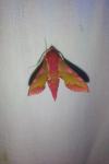 Deilephila porcellus