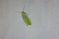 Earias clorana