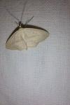 Scopula emutaria