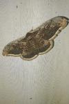 Saturnia pyri