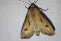 Agrotis exclamationis