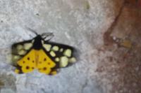 Arctia villica